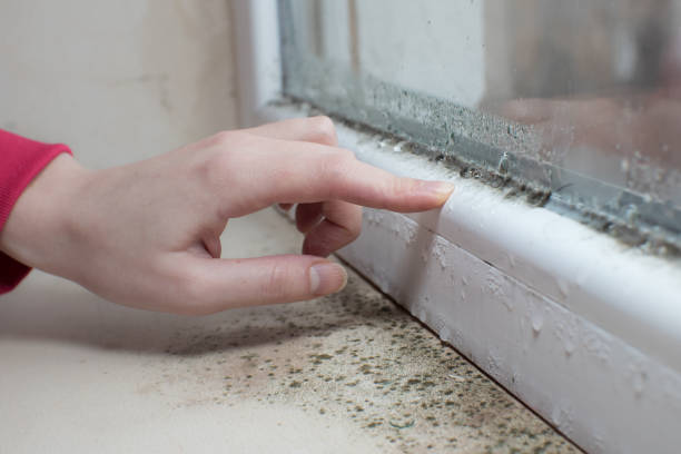 Best Mold Prevention Services  in Cudahy, WI